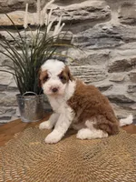 EMMA - FEMALE Mini Bernedoodle, a female Bernedoodle and Miniature Bernedoodle for sale in Richland, PA – 3 of 10