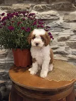 EMMA - FEMALE Mini Bernedoodle, a female Bernedoodle and Miniature Bernedoodle for sale in Richland, PA – 7 of 10
