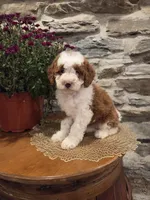 EMMA - FEMALE Mini Bernedoodle, a female Bernedoodle and Miniature Bernedoodle for sale in Richland, PA – 9 of 10