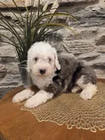 ESME - FEMALE Mini Bernedoodle, a female Bernedoodle and Miniature Bernedoodle for sale in Richland, PA – 2 of 10