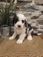 ELLIE - FEMALE Mini Bernedoodle, a female Bernedoodle and Miniature Bernedoodle for sale in Richland, PA – 1 of 10