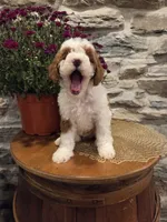 EMMA - FEMALE Mini Bernedoodle, a female Bernedoodle and Miniature Bernedoodle for sale in Richland, PA – 6 of 10