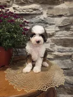 ECHO - MALE Mini Bernedoodle, a male Bernedoodle and Miniature Bernedoodle for sale in Richland, PA – 5 of 10