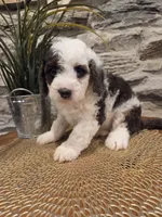 ELLIE - FEMALE Mini Bernedoodle, a female Bernedoodle and Miniature Bernedoodle for sale in Richland, PA – 2 of 10