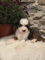 ECHO - MALE Mini Bernedoodle, a male Bernedoodle and Miniature Bernedoodle for sale in Richland, PA – 6 of 10