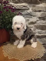 ESME - FEMALE Mini Bernedoodle, a female Bernedoodle and Miniature Bernedoodle for sale in Richland, PA – 4 of 10