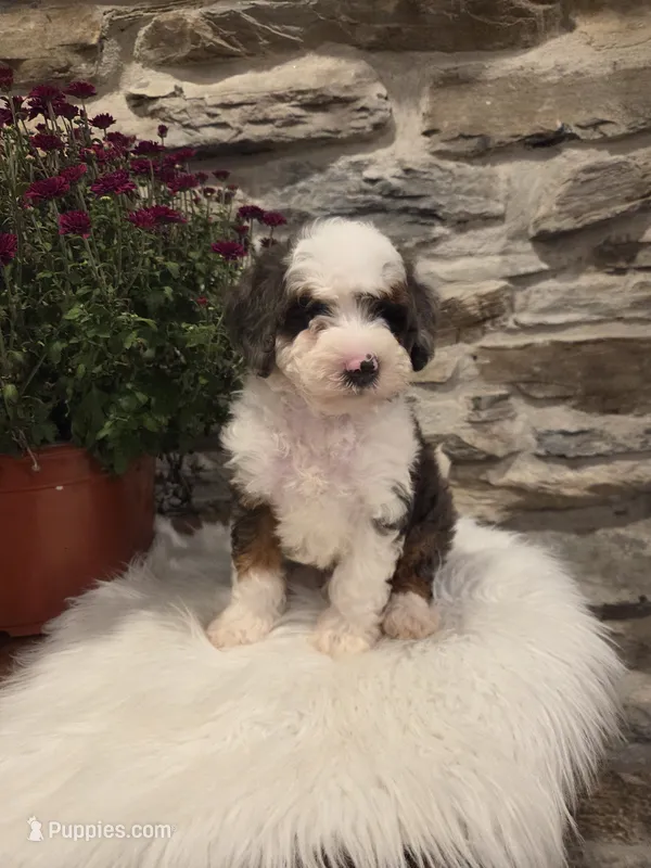 ECHO - MALE Mini Bernedoodle – Bernedoodle, Miniature Bernedoodle puppy for sale in Richland, PA