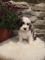 ELLIE - FEMALE Mini Bernedoodle, a female Bernedoodle and Miniature Bernedoodle for sale in Richland, PA – 8 of 10