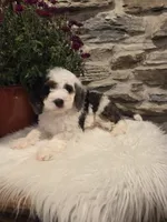 ELLIE - FEMALE Mini Bernedoodle, a female Bernedoodle and Miniature Bernedoodle for sale in Richland, PA – 10 of 10