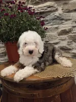 ESME - FEMALE Mini Bernedoodle, a female Bernedoodle and Miniature Bernedoodle for sale in Richland, PA – 10 of 10