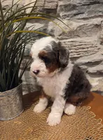 ECHO - MALE Mini Bernedoodle, a male Bernedoodle and Miniature Bernedoodle for sale in Richland, PA – 10 of 10
