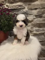 ECHO - MALE Mini Bernedoodle, a male Bernedoodle and Miniature Bernedoodle for sale in Richland, PA – 3 of 10
