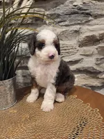 ECHO - MALE Mini Bernedoodle, a male Bernedoodle and Miniature Bernedoodle for sale in Richland, PA – 4 of 10