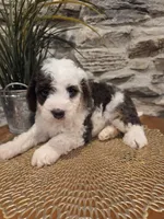 ELLIE - FEMALE Mini Bernedoodle, a female Bernedoodle and Miniature Bernedoodle for sale in Richland, PA – 6 of 10