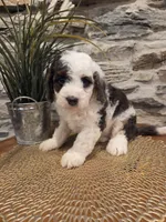 ELLIE - FEMALE Mini Bernedoodle, a female Bernedoodle and Miniature Bernedoodle for sale in Richland, PA – 9 of 10
