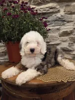 ESME - FEMALE Mini Bernedoodle, a female Bernedoodle and Miniature Bernedoodle for sale in Richland, PA – 7 of 10