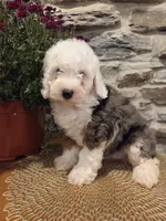 ESME - FEMALE Mini Bernedoodle, a female Bernedoodle and Miniature Bernedoodle for sale in Richland, PA – 5 of 10