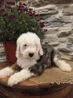 ESME - FEMALE Mini Bernedoodle, a female Bernedoodle and Miniature Bernedoodle for sale in Richland, PA – 9 of 10