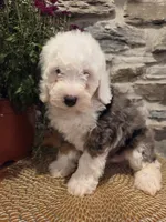 ESME - FEMALE Mini Bernedoodle, a female Bernedoodle and Miniature Bernedoodle for sale in Richland, PA – 8 of 10