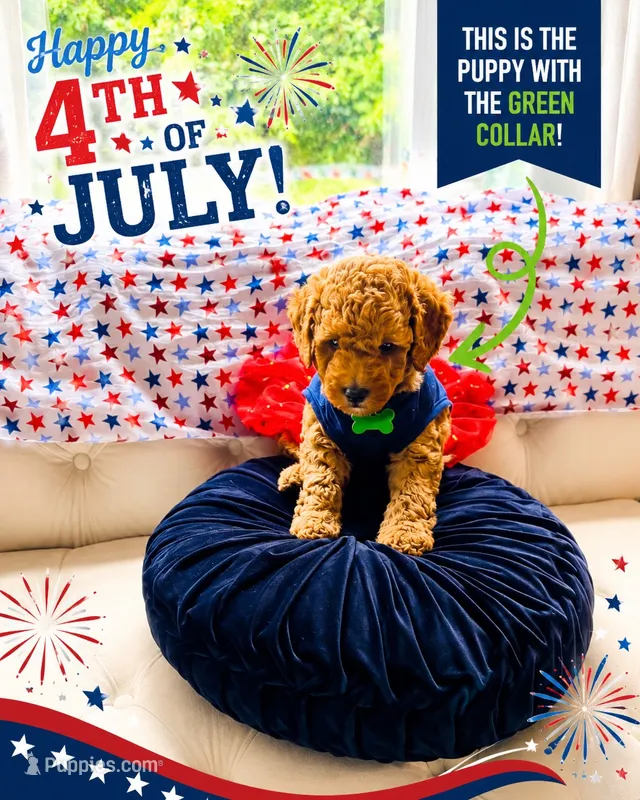 Green Puppy – Goldendoodle puppy for sale in Fall River, MA