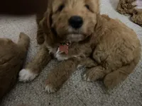 Orange Puppy, a female Goldendoodle for sale in Fall River, MA – 3 of 9