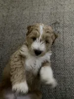 Blue  Puppy, a male Goldendoodle for sale in Fall River, MA – 5 of 7