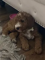 White Puppy, a female Goldendoodle for sale in Fall River, MA – 5 of 6