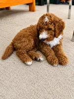 White Puppy, a female Goldendoodle for sale in Fall River, MA – 3 of 6