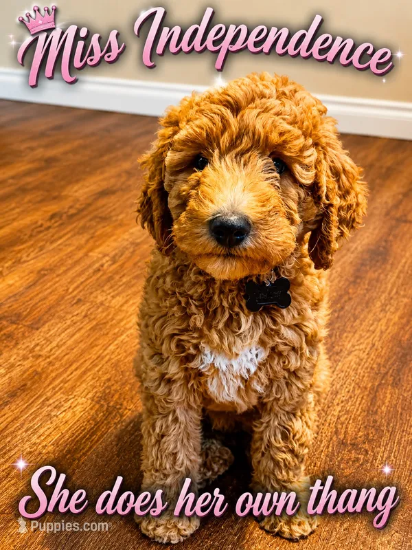 Black Puppy – Goldendoodle puppy for sale in Fall River, MA