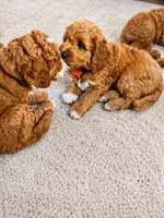 Orange Puppy, a female Goldendoodle for sale in Fall River, MA – 2 of 9