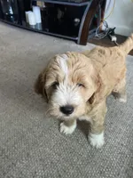 Blue  Puppy, a male Goldendoodle for sale in Fall River, MA – 6 of 7