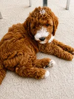 White Puppy, a female Goldendoodle for sale in Fall River, MA – 4 of 6