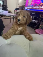 Teddy Bear Face, a female Goldendoodle for sale in Fall River, MA – 9 of 10