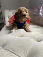 Orange Puppy, a female Goldendoodle for sale in Fall River, MA – 6 of 9
