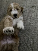 Blue  Puppy, a male Goldendoodle for sale in Fall River, MA – 7 of 7