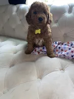 Yellow Puppy, a female Goldendoodle for sale in Fall River, MA – 4 of 6
