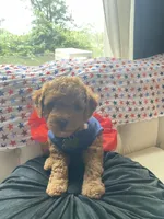 Green Puppy, a female Goldendoodle for sale in Fall River, MA – 5 of 8