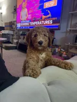 Teddy Bear Face, a female Goldendoodle for sale in Fall River, MA – 2 of 10