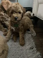 Green Puppy, a female Goldendoodle for sale in Fall River, MA – 7 of 8