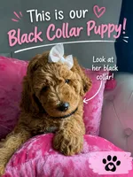 Black Puppy, a female Goldendoodle for sale in Fall River, MA – 1 of 4