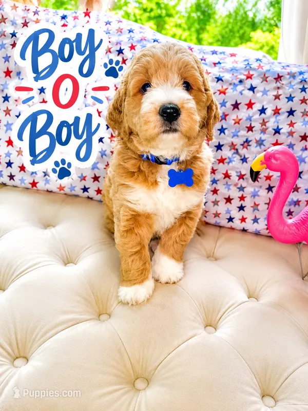Blue  Puppy – Goldendoodle puppy for sale in Fall River, MA