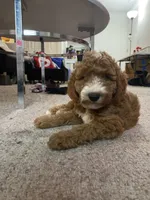 White Puppy, a female Goldendoodle for sale in Fall River, MA – 6 of 6