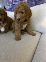 Teddy Bear Face, a female Goldendoodle for sale in Fall River, MA – 7 of 10