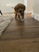 Orange Puppy, a female Goldendoodle for sale in Fall River, MA – 8 of 9