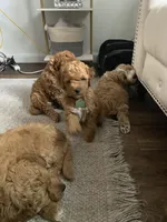 Green Puppy, a female Goldendoodle for sale in Fall River, MA – 8 of 8