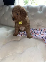 Yellow Puppy, a female Goldendoodle for sale in Fall River, MA – 6 of 6