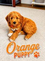 Orange Puppy, a female Goldendoodle for sale in Fall River, MA – 1 of 9
