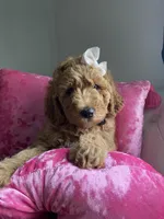 Teddy Bear Face, a female Goldendoodle for sale in Fall River, MA – 8 of 10
