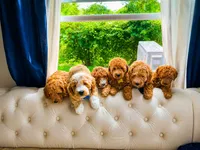Yellow Puppy, a female Goldendoodle for sale in Fall River, MA – 2 of 6