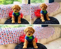 Green Puppy, a female Goldendoodle for sale in Fall River, MA – 2 of 8